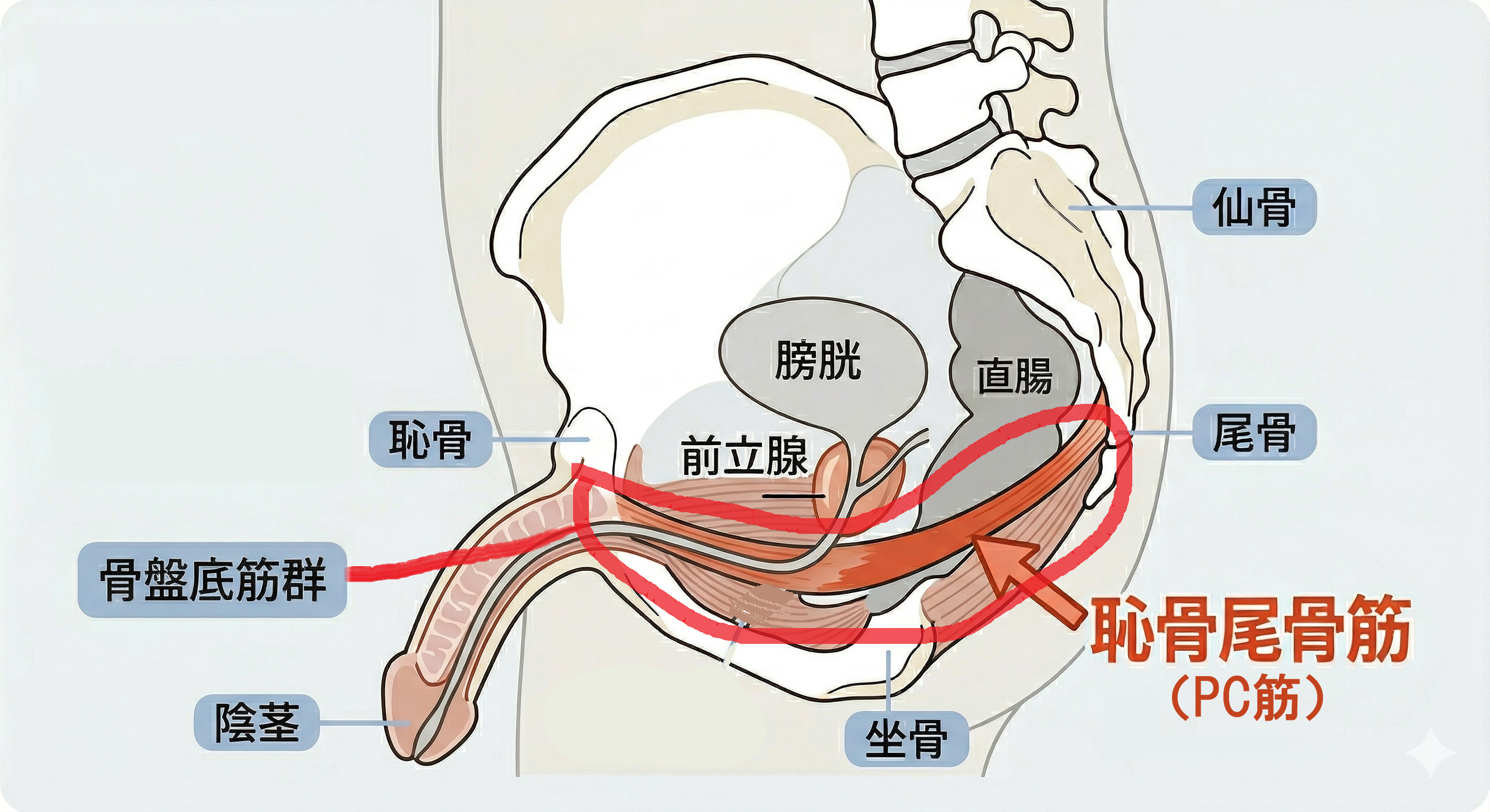 PC筋2